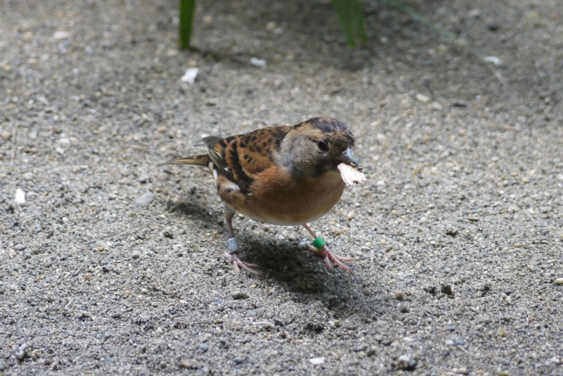 上野動物園①_a0127090_13361137.jpg