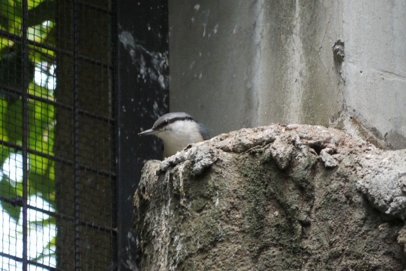 上野動物園①_a0127090_13385186.jpg