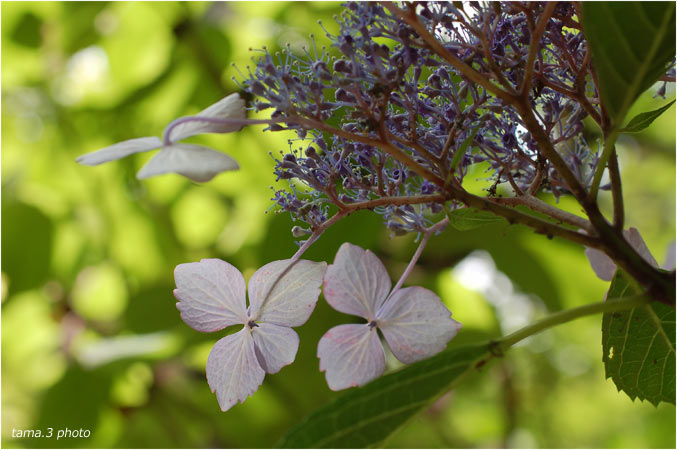 高幡不動の紫陽花３_d0024291_2201960.jpg