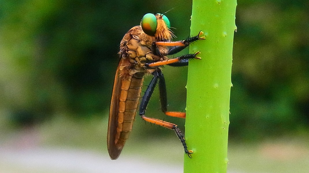 a0152692_17424288.jpg