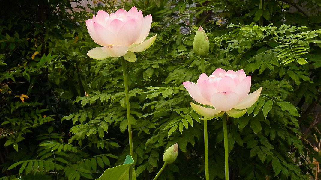 a0152692_17453578.jpg