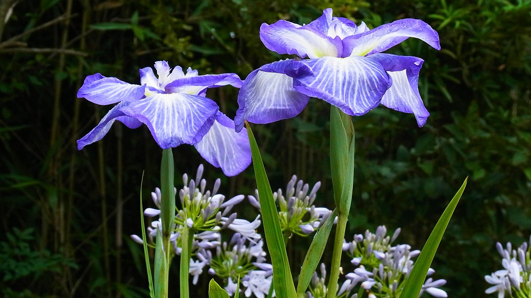 a0152692_174923100.jpg