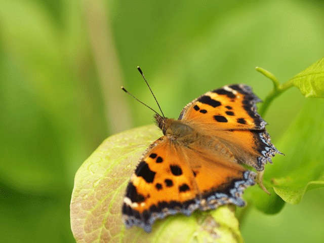 ヒオドシチョウ 90 Papillon 蝶の写真を撮っています ヒオドシチョウ 90 Papillon 蝶の写真を撮っています