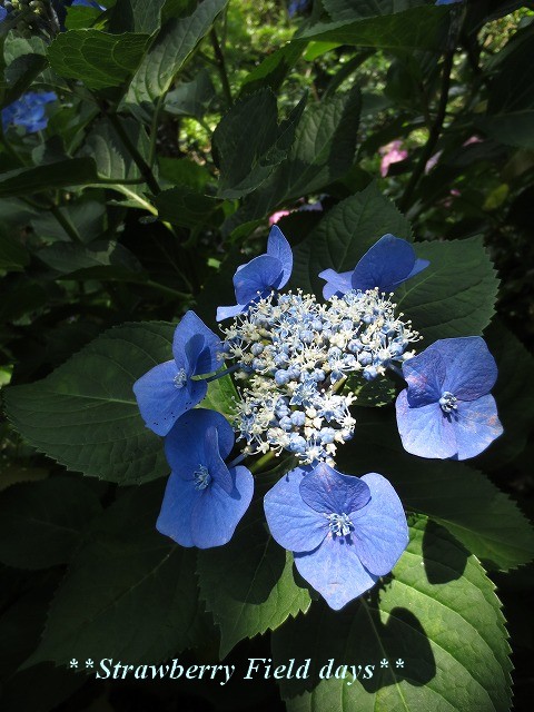 c0087094_181205.jpg