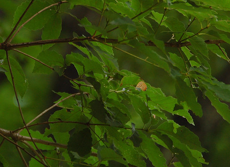 メスグロヒョウモン♂　2013初見　（6/18）_d0313296_8565696.jpg