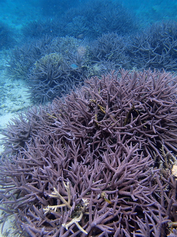 新城海岸　-　青珊瑚の海_c0015099_23515633.jpg