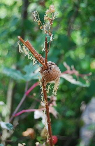 c0124100_23534766.jpg
