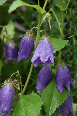a0123003_12521498.jpg