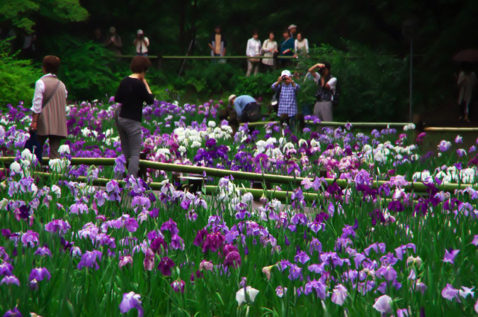 明治神宮の花菖蒲2_a0263109_1625181.jpg