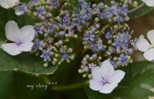 お庭に咲いた紫陽花たち : my story＊＊＊