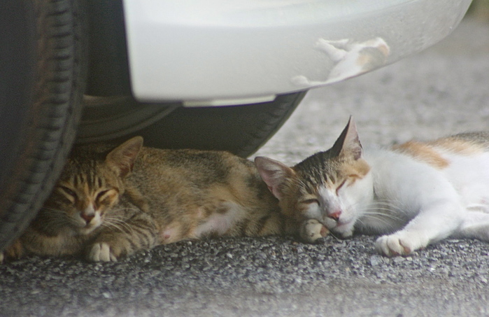 駐車場の猫、、。_b0126317_5243398.jpg