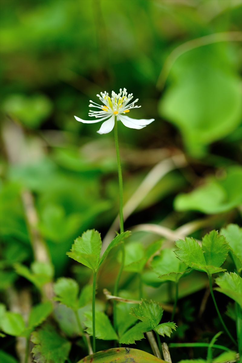 オロフレ山へお花見に。 2013.6.19_a0145819_1371954.jpg