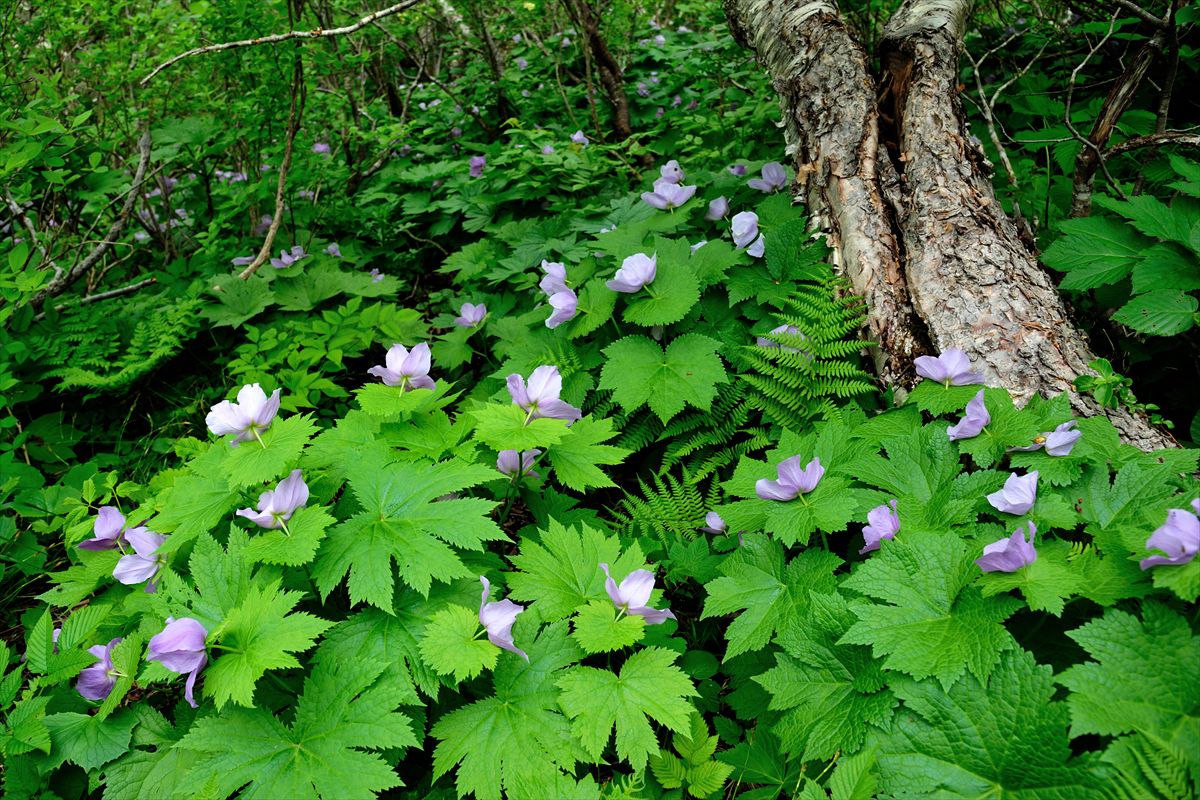 オロフレ山へお花見に。 2013.6.19_a0145819_145029.jpg