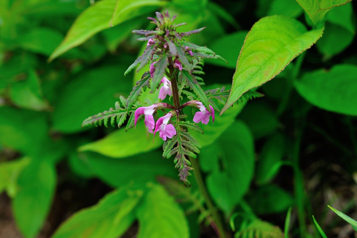 オロフレ山へお花見に。 2013.6.19_a0145819_1535289.jpg