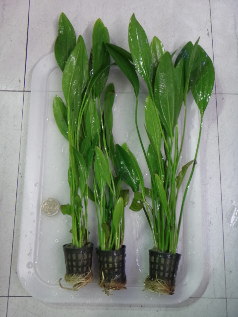 130620 熱帯魚・水草・淡水魚_f0189122_13112862.jpg