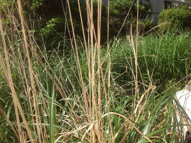 早朝の現場確認_f0031037_7375361.jpg
