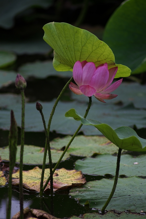 蓮華寺池公園の蓮の花_a0264542_4425997.jpg