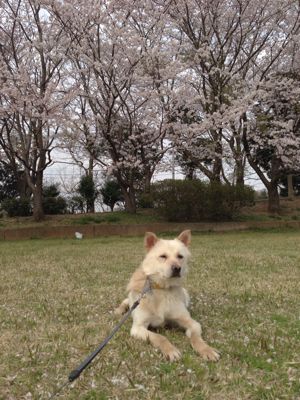 ルンバ手術から1年が過ぎました_a0126743_053529.jpg