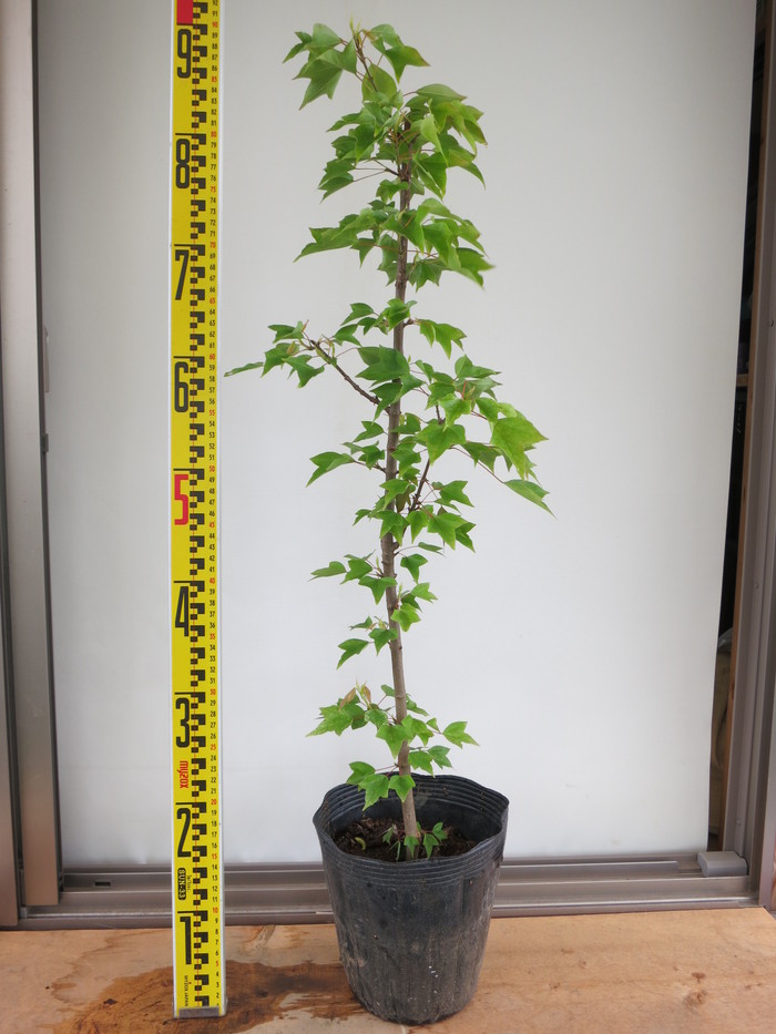 トウカエデ 花散里 メイプルレインボー 販売 値段 価格 画像 写真 庭木 安行 植木 シンボルツリー 田中園 Shop Tanakaen Jp Web Magazine
