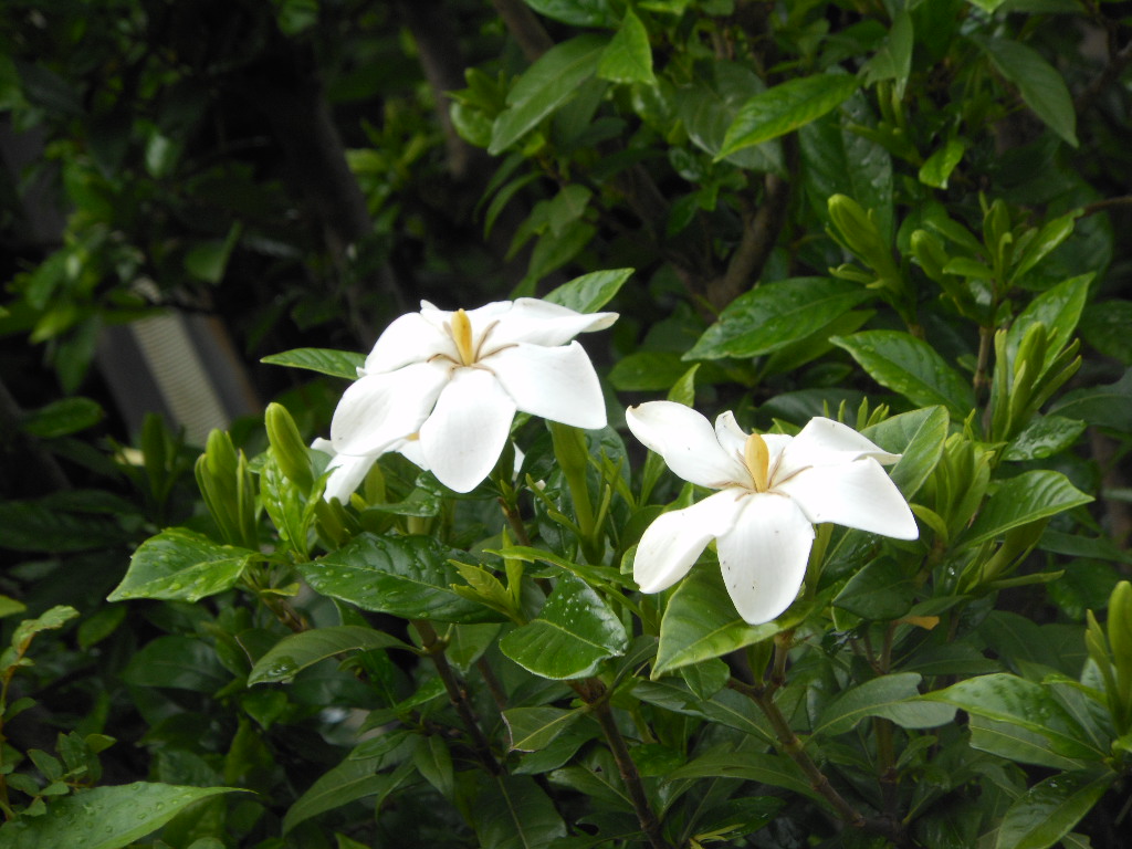 c0122744_20439.jpg