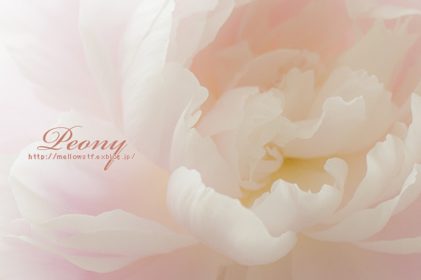 芍薬_d0124248_21104236.jpg