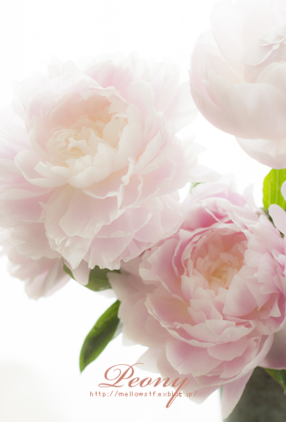 芍薬_d0124248_2161811.jpg