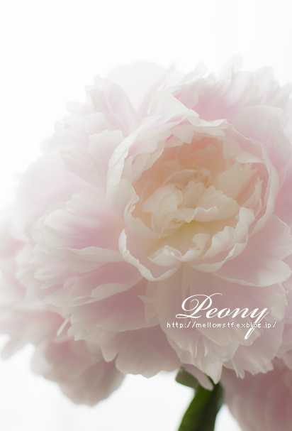 芍薬_d0124248_2193149.jpg