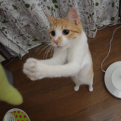 へびちゃんと_a0028451_12565222.jpg