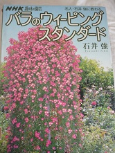 薔薇の　足元に　スカビオサ_b0237655_22472173.jpg