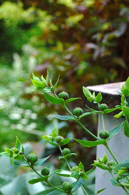 山中湖Ｔさんのお庭③_e0025655_20225371.jpg