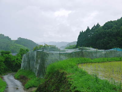 太秋柿 古川果樹園 良かぁ~実が来とるばい!もうすぐ摘果たいね!!_a0254656_17165167.jpg
