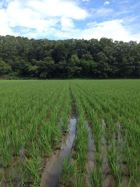 6.20　稲の成長と田んぼの今_a0156857_20273542.jpg