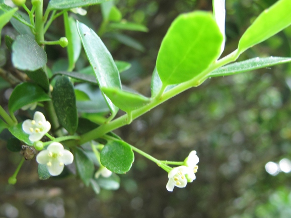 イヌツゲの花 ひげ爺の花便り