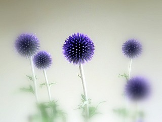 夏咲きの花 瑠璃玉アザミ 阿波の国から