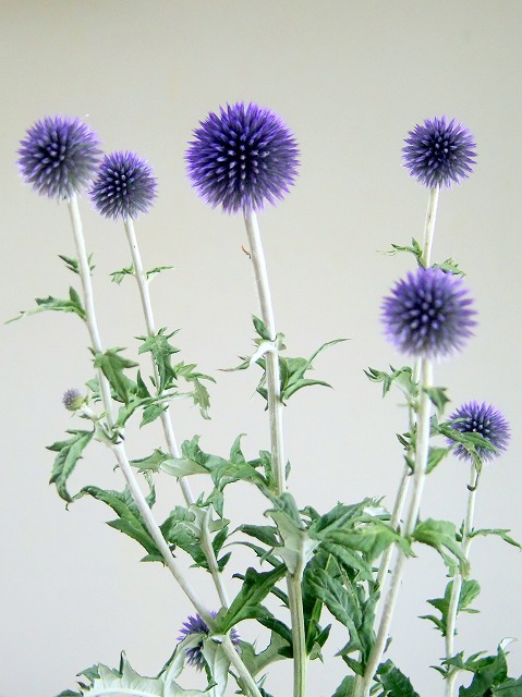 夏咲きの花 瑠璃玉アザミ 阿波の国から