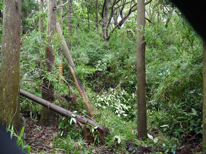 上下の山桜樹林地“一部開通”6・15六国見山定例手入れ_c0014967_10141343.jpg