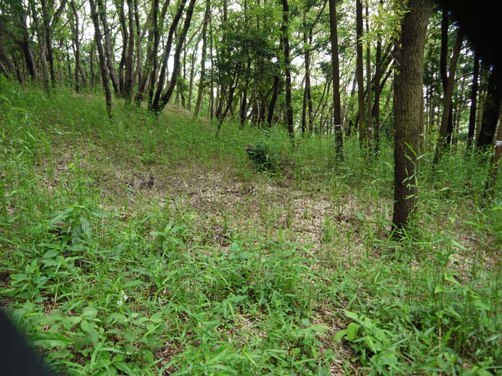 上下の山桜樹林地“一部開通”6・15六国見山定例手入れ_c0014967_1021308.jpg