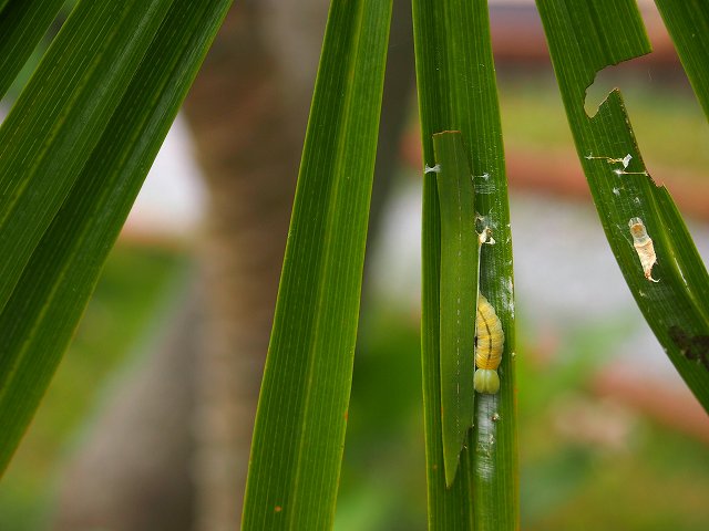 b0135573_21373431.jpg