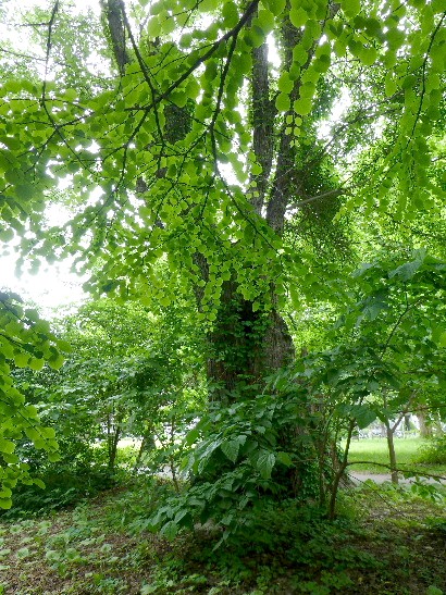d0084473_2242017.jpg