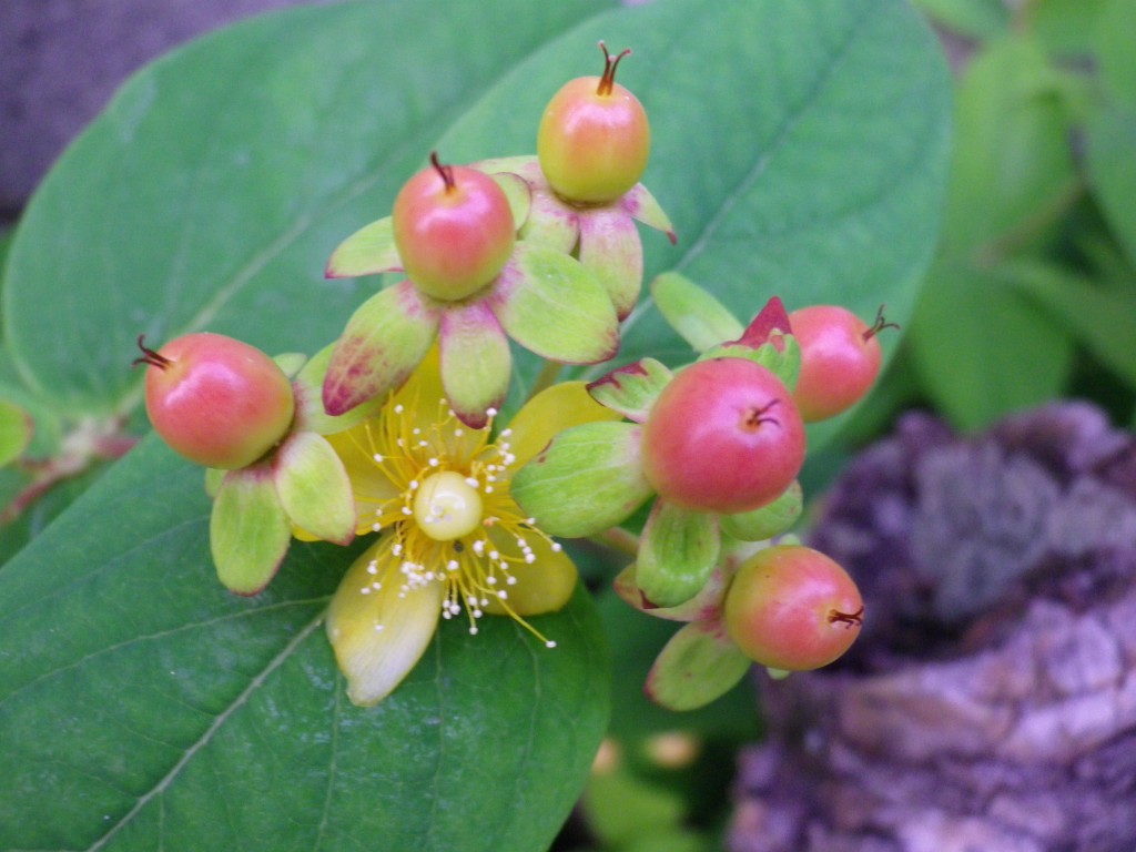 オトギリソウ科の黄色花達 自然風の自然風だより オトギリソウ科の黄色花達 自然風の自然風だより