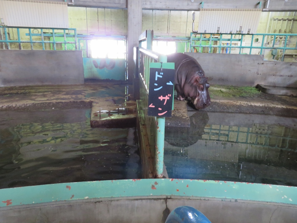 ２０１３年６月　円山動物園その１（１日目）　ユキヒョウさん達_a0052986_23453054.jpg