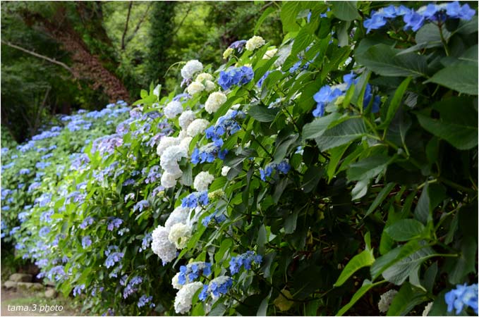 高幡不動の紫陽花たち４_d0024291_21525889.jpg