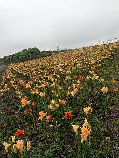 夏の花とアナベル_a0233896_18243812.jpg