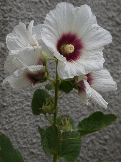 夏の花とアナベル_a0233896_20423068.jpg