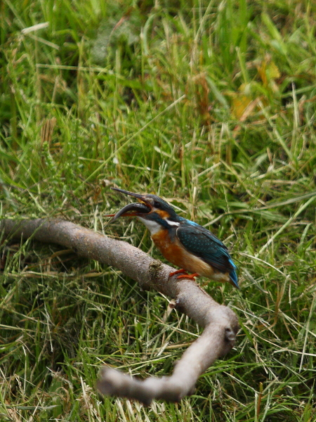 〔 kingfisher 〕_d0033398_1073627.jpg