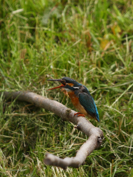 〔 kingfisher 〕_d0033398_1075651.jpg