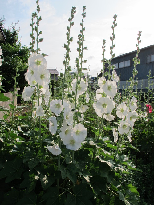 朝の散歩 タチアオイ 立葵 花葵 コケコッコ花を愛でる６月２０日 米沢より愛をこめて