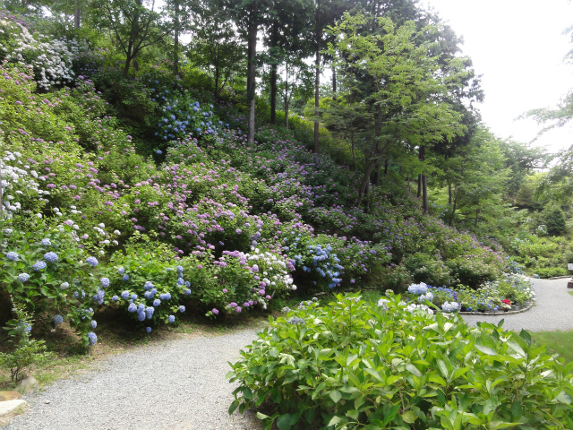 音もなく花は開きて散りゆきぬ_c0125501_618282.jpg