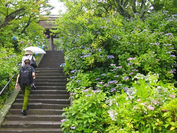 北鎌倉 アジサイの頃の東慶寺 13 06 21 フランス語と 鎌倉と 私と