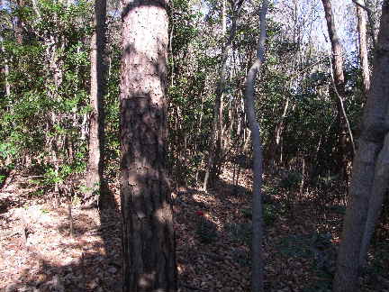 c0051112_2052929.jpg